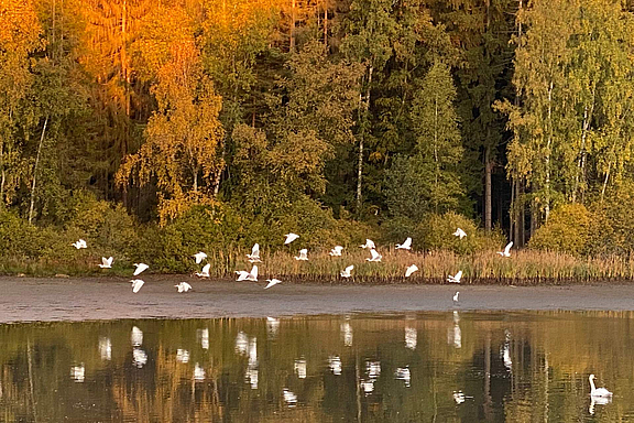 natur-schwaene-land-der-tausend-teiche_c_BritWollschlaeger.jpg  