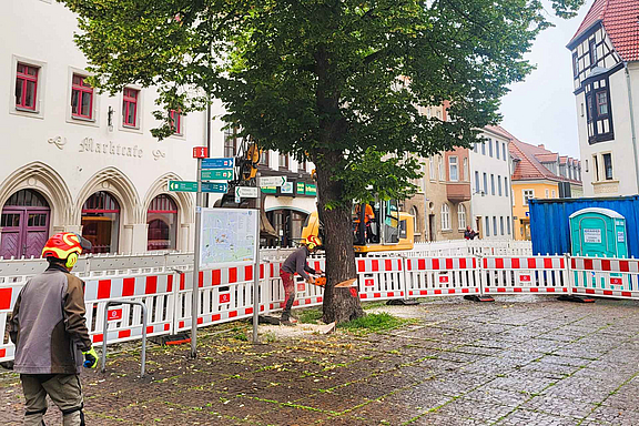 20240603-Baumfaellungen_c_SNO.jpg  